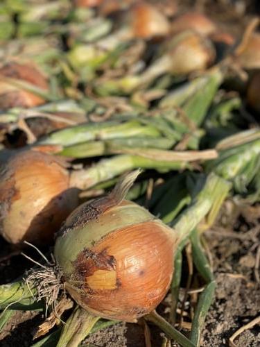 Onions close up
